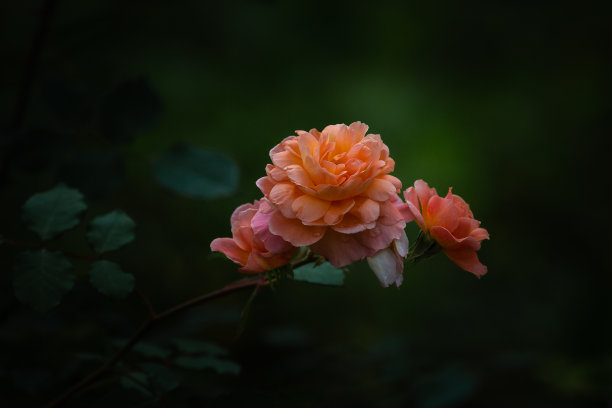 花园里盛开的大玫瑰图片下载