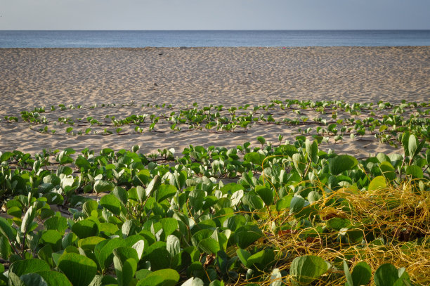 空无一人的海滩图片下载