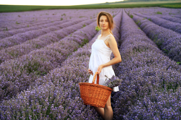 身着白裙的孕妇站在薰衣草地里图片下载
