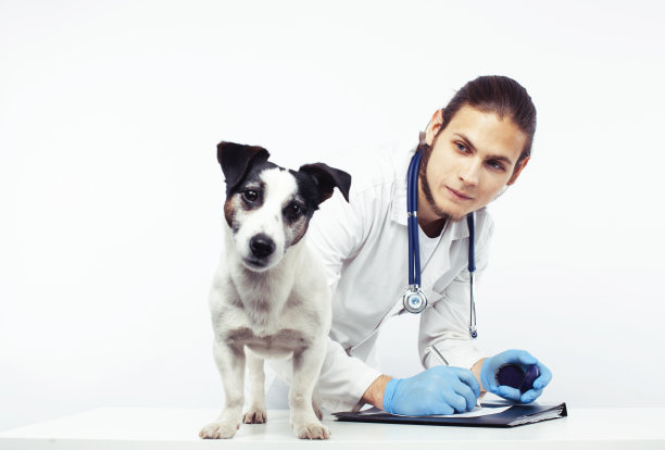 年轻兽医医生在蓝色手套检查小可爱的杰克罗素孤立在白色的背景，动物保健概念图片下载
