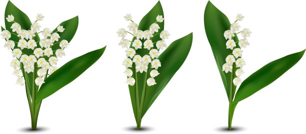 3d逼真的Lilly的山谷花。白色背景上山谷的芬芳百合。群花。将矢量图图片下载