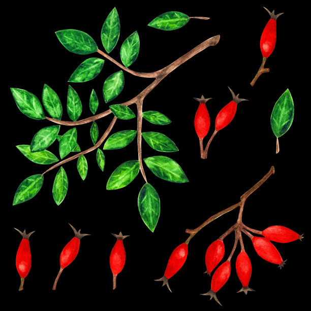 水彩树枝，绿色的叶子，红色的浆果图片下载