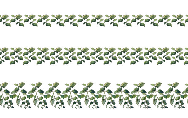 三套水彩画无缝边界。香薄荷绿枝，叶孤立于白色。图片下载