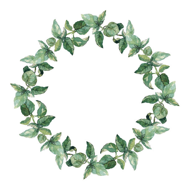 绿色的罗勒花环孤立在白色上。水彩画插图。图片下载