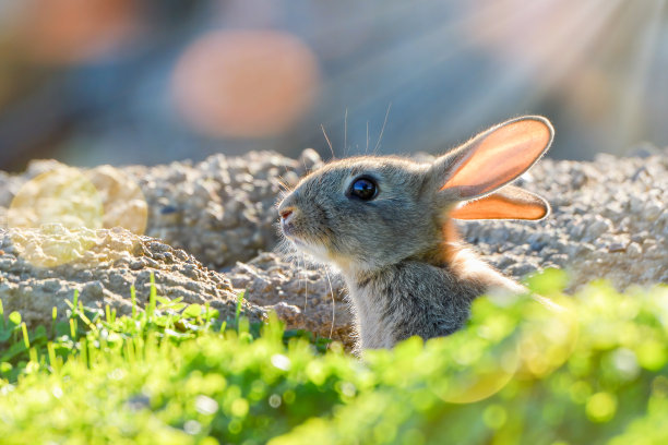 可爱的兔子图片素材ID：375722208