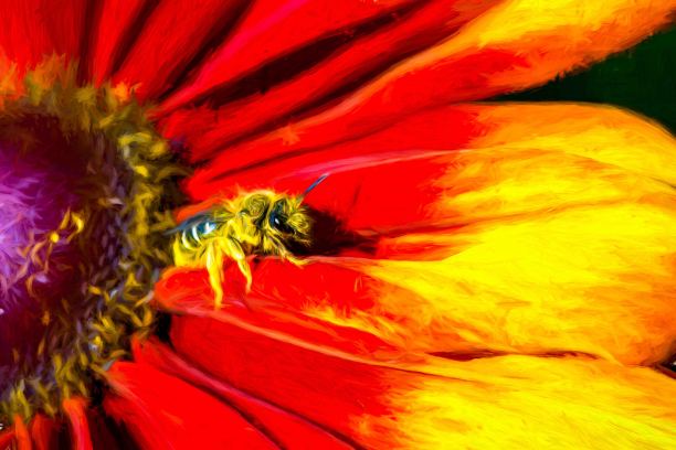 大黄蜂传粉画图片下载
