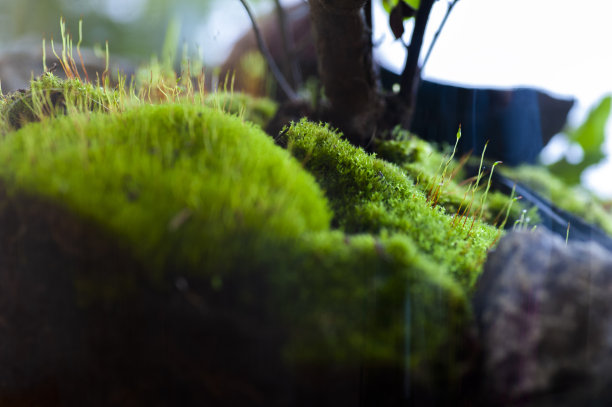 美丽的罐子活森林与自我生态系统，盆景，森林在一个罐子图片下载