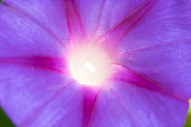 大自然中的微距摄影图片下载