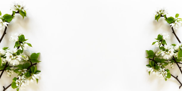 苹果树开花枝白色背景平铺。白色花蕾顶视图模板长网页横幅复制空间图片下载