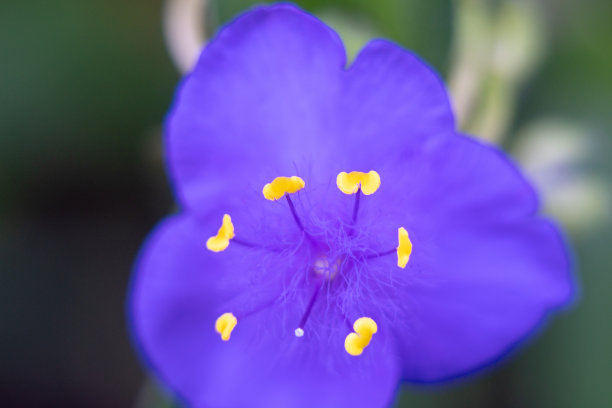 大自然中的微距摄影图片下载