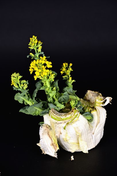 蔬菜:大白菜图片下载