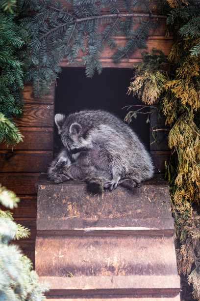 美丽有趣的浣熊正睡在木屋里，貂皮。宠物正直视着摄像机。春夏季主题背景。库存图片图片下载