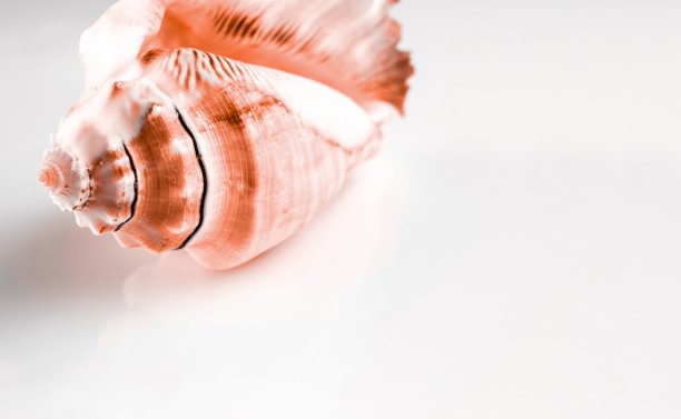夏季时间概念与活珊瑚粉彩色海贝在白色背景，复制空间。软焦点图片下载