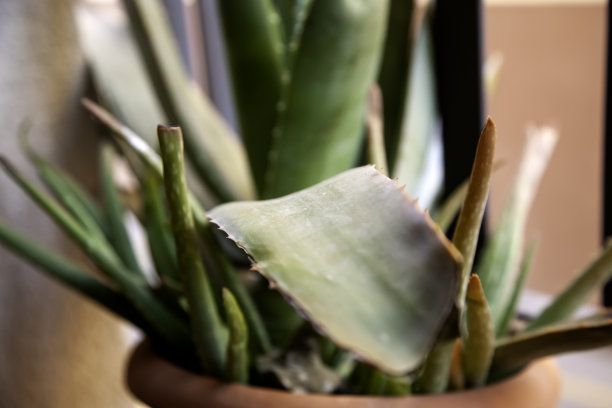 花盆里的草图片下载