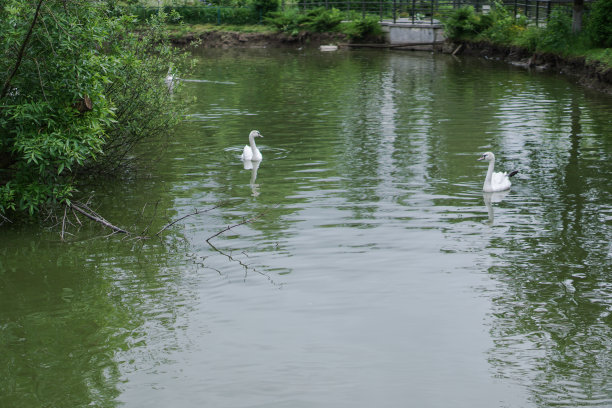 美丽的春江天鹅鸟在流淌的大自然中。早晨和晚上的风景五彩缤纷。去世界上荒芜的地方旅行。设计素材照片图片下载