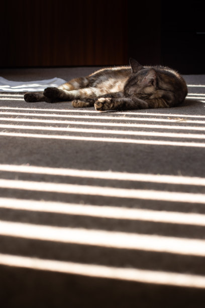 猫躺在条纹阴影的百叶窗。图片下载