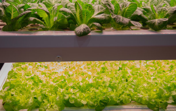 蔬菜生长在人造LED照明下图片下载