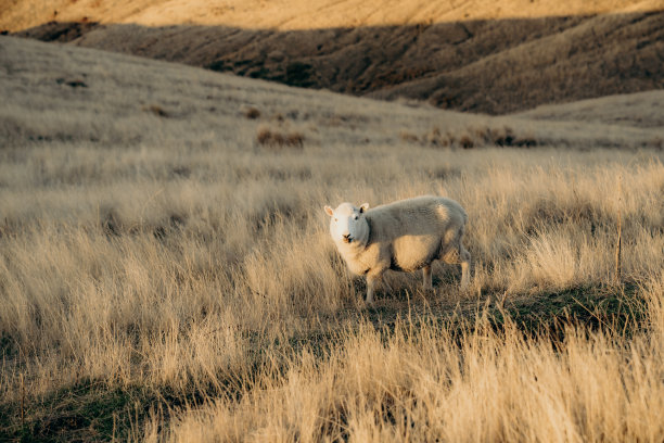 在新西兰克赖斯特彻奇市郊附近的乡村，羊群在美丽的风景中吃草。图片下载
