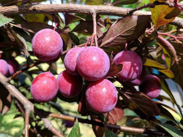 在阳光明媚的午后，树上挂着红梅图片下载
