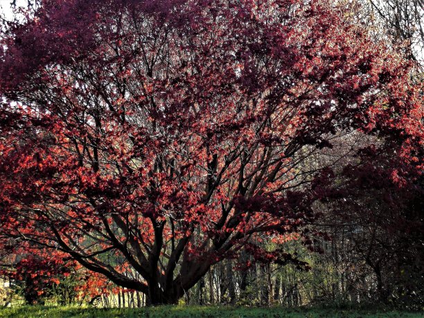 皇室免费照片-明亮的春天的阳光在美丽的日本枫树上跳舞-光和影子在可爱的日本枫树刚刚进入叶子-美丽的阳光明媚的早晨春天到达宾夕法尼亚-春天的叶子出来图片下载