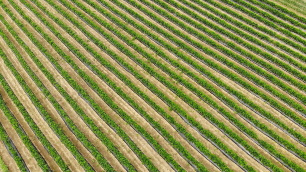 草莓田鸟瞰图图片下载