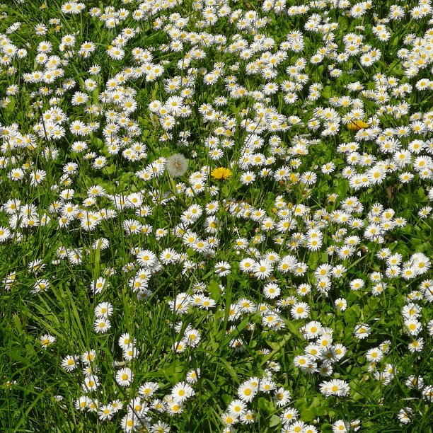 雏菊是最幸福的花图片下载