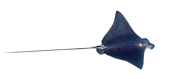 白底隔离的 Spotted Eagle Ray (Aetobatus narinari)。危险的水下豹纹黄貂鱼在埃及红海翱翔的特写。图片下载