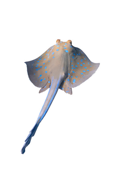 蓝点魟，红海，埃及图片下载