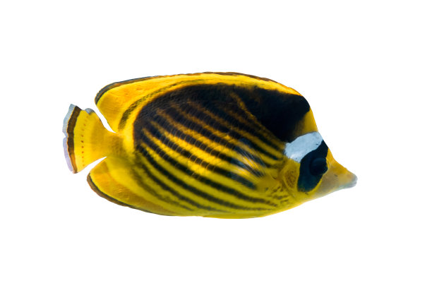 月蝶鱼图片下载