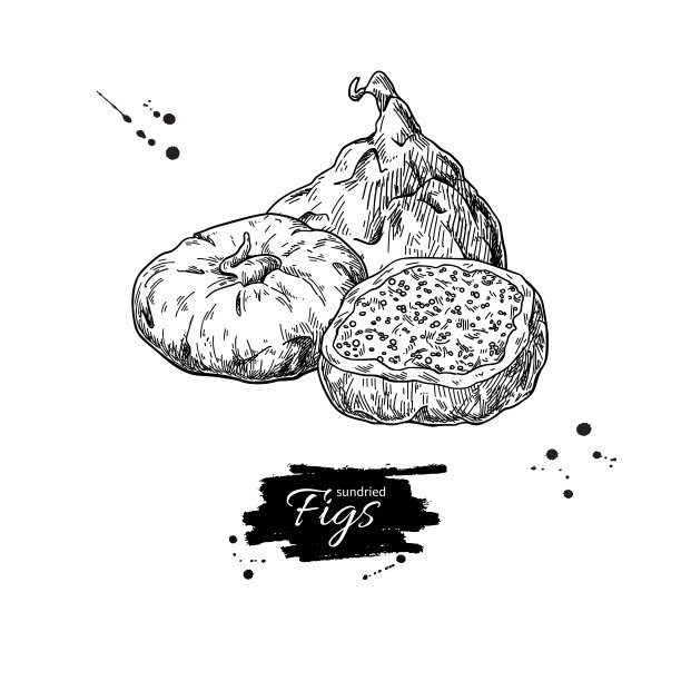 干无花果矢量图。手绘脱水水果插画。图片下载