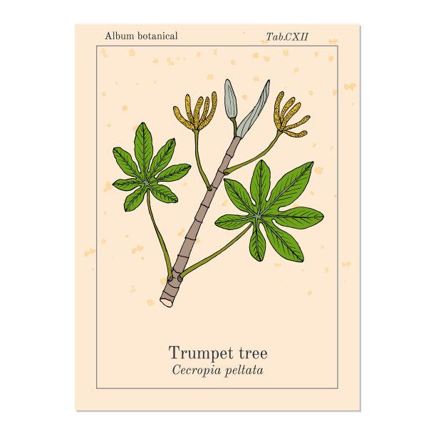 喇叭树或蛇藤图片下载