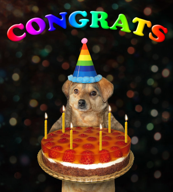 戴着生日帽的狗叼着蛋糕2图片下载