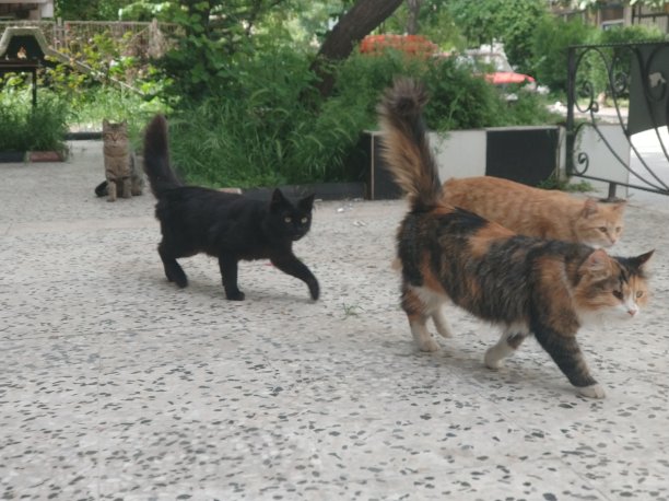 猫要打架了图片下载