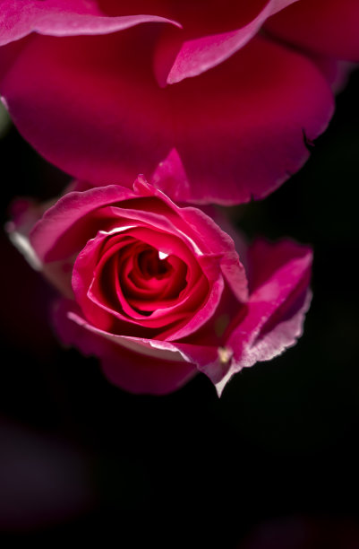 美丽的玫瑰图片下载