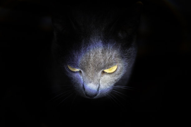 一只猫潜伏在床底下的黑暗中。图片下载