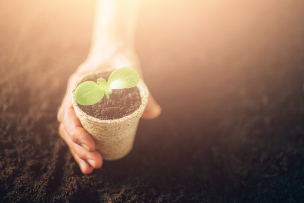 手握盆栽幼苗生长在可生物降解的盆在土壤背景和复制空间。横幅。农业、有机园艺、种植或生态概念。年轻的豆芽。新生活概念图片下载