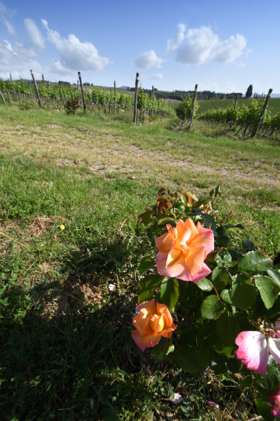 基安蒂地区的绿色葡萄园，前景是玫瑰。意大利托斯卡纳图片下载