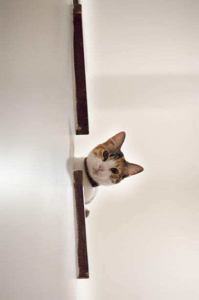 一只从白色楼梯往下看的猫。猫抬头。图片下载