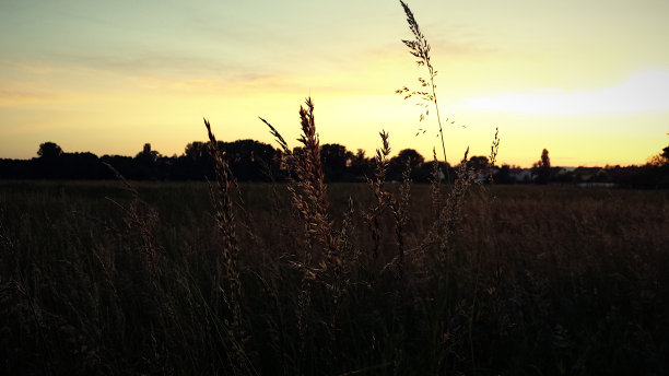 风中小麦图片下载