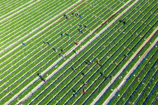 农场工人采摘成熟的红草莓并放入白色小盒中图片下载
