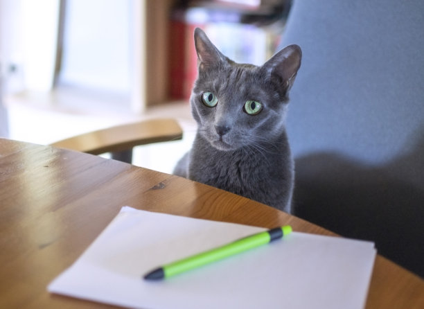 俄罗斯蓝猫正坐在一个家庭办公室的圆桌旁的椅子上图片下载