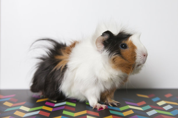 可爱的兔子图片素材ID：375788682