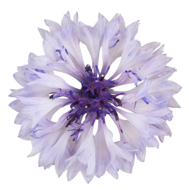 花孤立图片下载