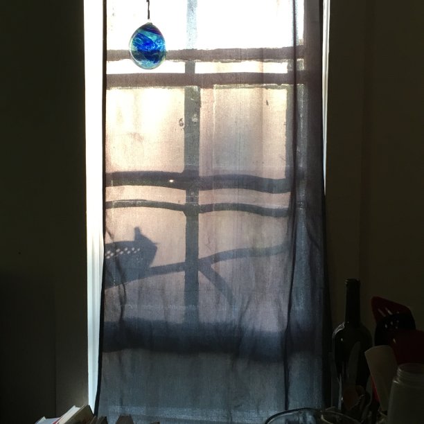 鸟的轮廓图片下载