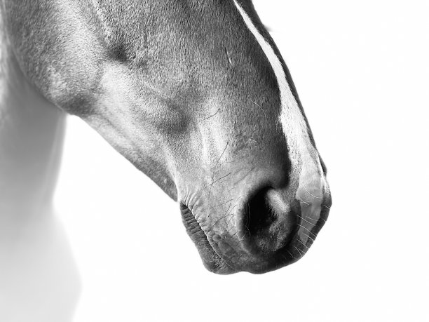 马近距离图片下载