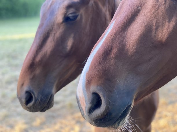 马近距离图片下载