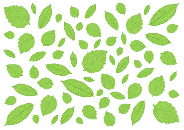 叶子绿色图案上的白色背景插图图片下载