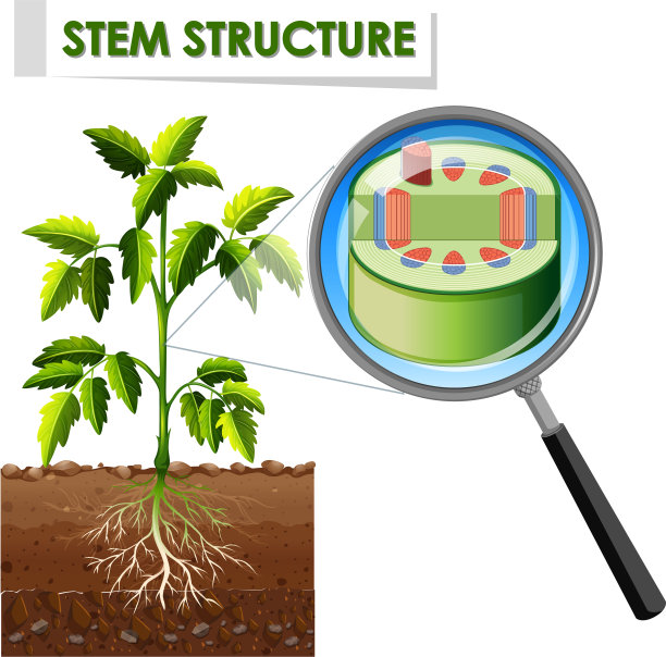 图示一株植物的茎结构图片下载