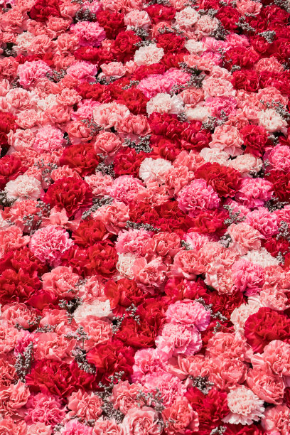 美丽的红色和粉红色康乃馨花背景。红色和粉红色的花。俯视图图片下载