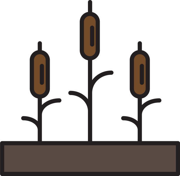 芦苇植物图标孤立在白色的背景图片下载